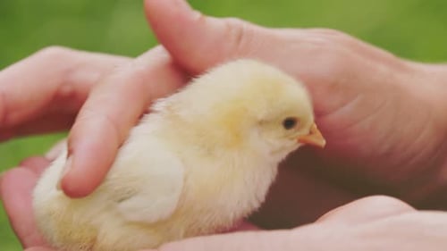 Little Chicken in Female Human Hands