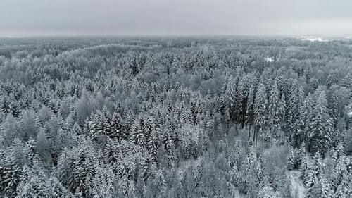 Aerial drone forward moving shot over beautiful snow covered pine and fir forest on a cloudy day. A