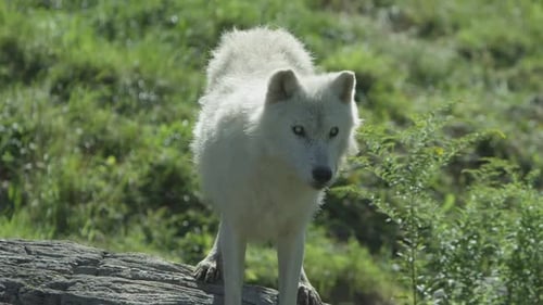 Canadian Wildlife - Summer tundra northern wildlife arctic wolf