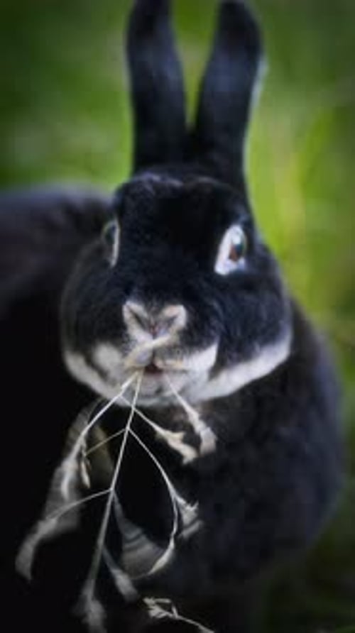Close-Up Of A Black Rabbit Munching On Grass