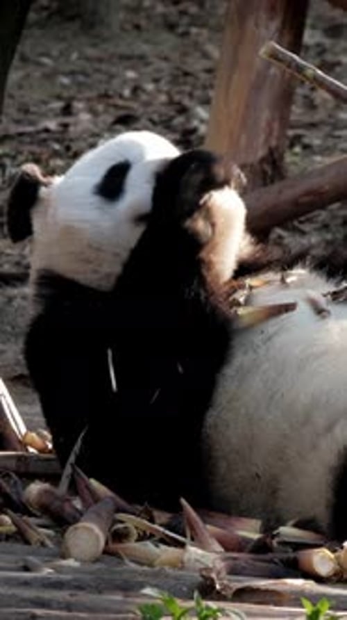 Panda Bear Eating Bamboo Shoot Outdoors