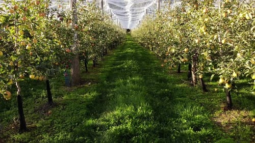Apple Trees in Orchard