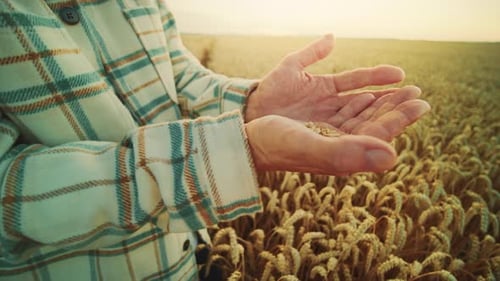 Hand Holds Grain in Golden Wheat Field