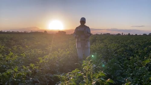 Adult Using Tablet in Rural Farm at Sunset