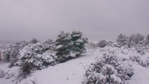 Wintry snowing white covered hillside trees in Athens during Medea snowstorm
