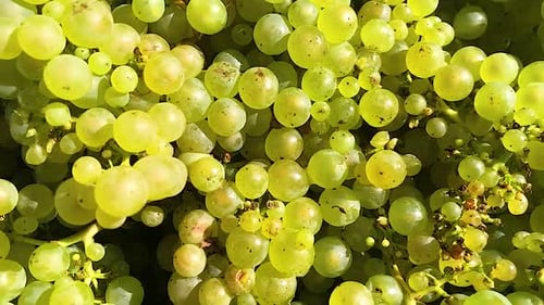 Filmmusik Aufnahme von goldenen Weißweintrauben, die während der Erntezeit gepflückt wurden. Dolly Close in Zeitlupe