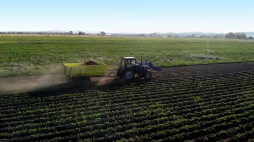 Blue Tractor Pulls Yellow Trailer with Potatoes Across Field Dust From Under Wheels of Agricultural