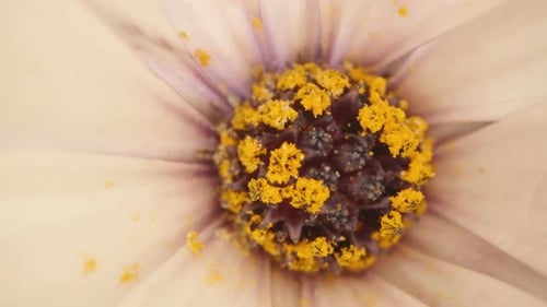 Macro Shot of a Blooming White Flower