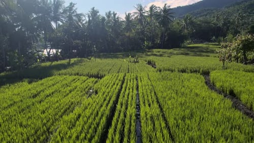 Aerial drone footage flying low over vibrant green rice fields in a rural village.