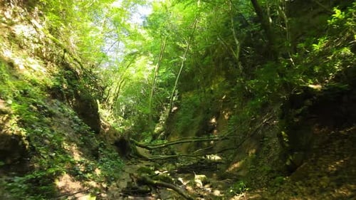 forest nature cinematic