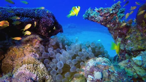 Underwater Tropical Sea Clownfish