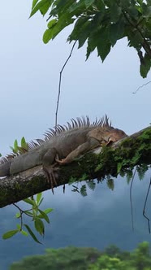 Iguane vert dormant sur une branche d'arbre moussue au Costa Rica Vertical