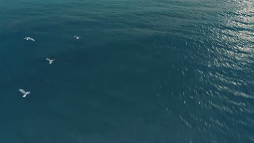 Aerial View of Seagulls Flying Over the Ocean at Sunset