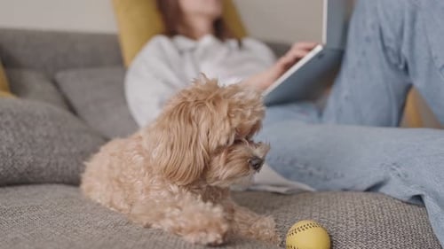 Puppy Lays with Woman Working on Laptop