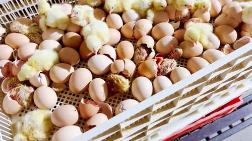 chicken hatching in a modern farm. Watch as the chicks emerge from their shells, chirping and flappi