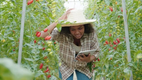 Young Adult Inspecting Tomato Crop With Tablet