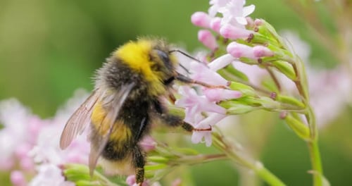 Close-Up of Bumblebee Pollinating Pink Flowers