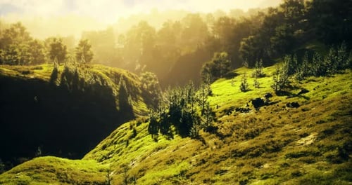 Misty Sunlight Illuminating Green Hills and Trees in a Tranquil Landscape