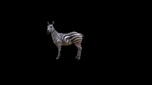 Zebra Idle Loop