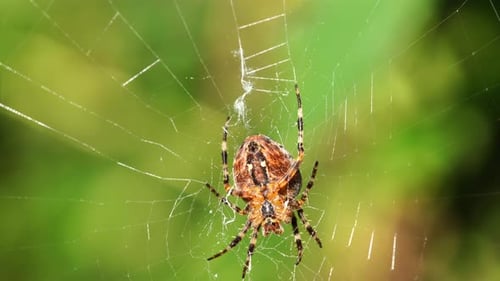 a large cross spider sits in her spider's web and lurks for prey