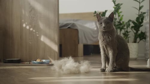 Gato gris sentado en el interior con pelo suelto
