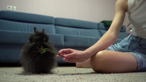 Young Woman Feeding Cute Gray Rabbit Greens