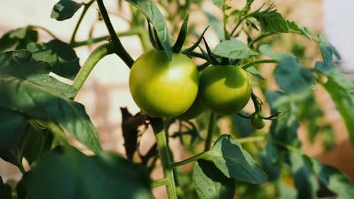 Close-up of a Tomato Plant with Green Tomatoes and Flowers
