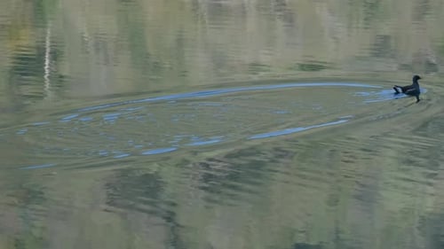 Common Coot