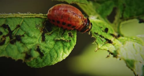 Käfer auf Blatt Nature's