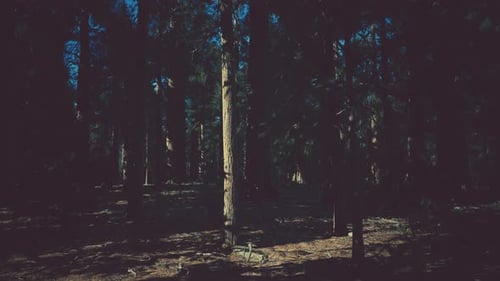 Giant Sequoia Trees Towering Above the Ground in Sequoia National Park