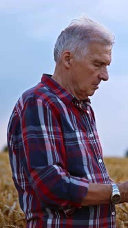 Senior Man Holding Wheat in Field Portrait