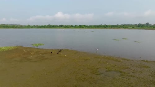 Sri Lanka shallow lake edge with waders on banks