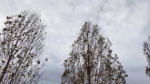 Poplar tree leaves swaying in the autumn under cloudy weather