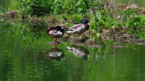 Mallard Ducks Grooming Feathers in Pond
