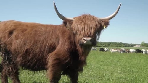 Highland Cow Grazing in Grassy Rural Pasture