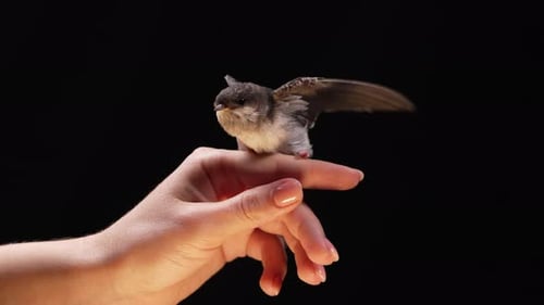 Bird on Hand with Black Background