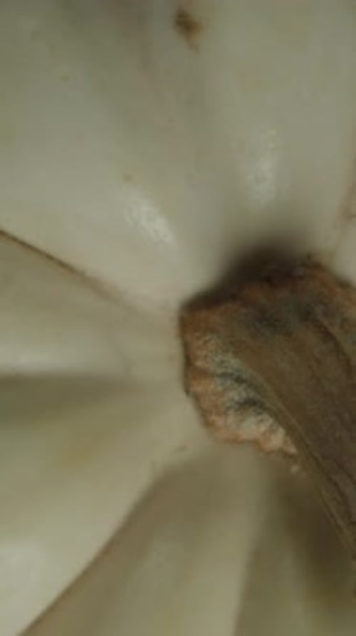 Vertical video. Slow-Motion Fall of a White Mini Pumpkin as it is Caught by a Hand, Top View.