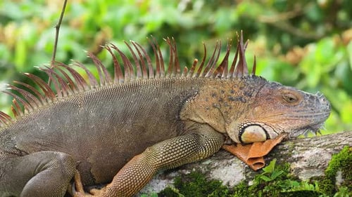 Green Iguana Resting on a Mossy Branch in Costa Rica
