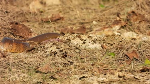 Rat snake find food in pond area ..
