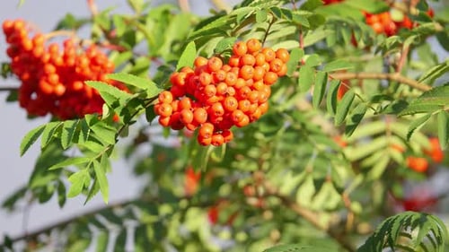 sorbier ou sorbier (en allemand Vogelbeere, Eberesche Vogelbeerbaum) Sorbus aucuparia