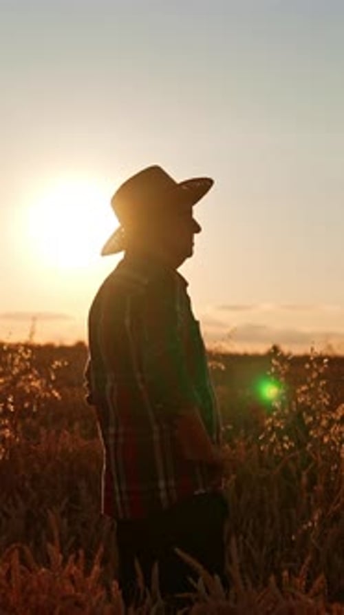 Adult Silhouette in Golden Wheat Field at Sunset