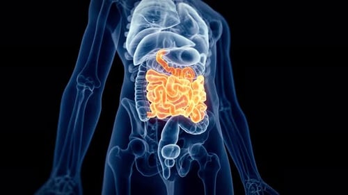 La anatomía del intestino delgado humano brilla en una animación médica 3D