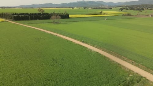 Circular flight with drone over a cyclist driving along a dirt road with crops on the green and yell