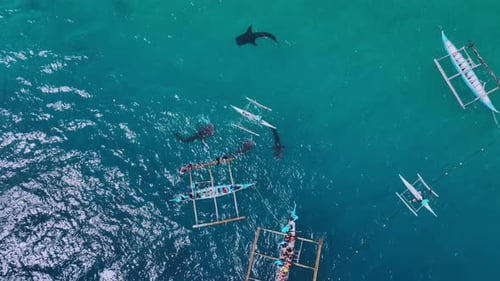 Snorkeling With Rare Whale Sharks On Cebu Island