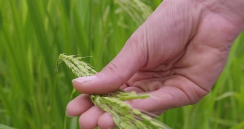 Nahaufnahme einer Hand, die die Reispflanze auf einer Plantage inmitten der Reisfelder berührt.