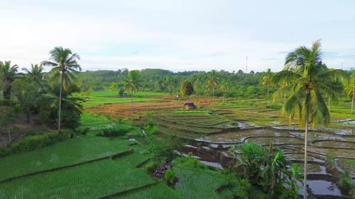 Beautiful morning view indonesia panorama landscape paddy fields with beauty color and sky natural