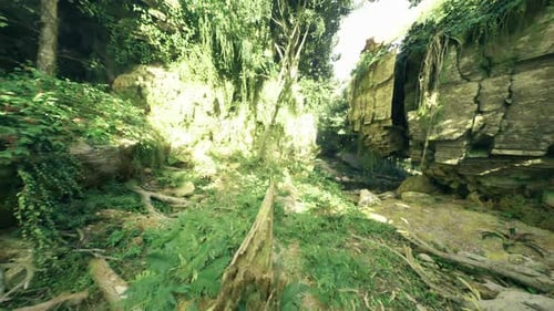 Paysage naturel tranquille avec des murs ombragés et moussus et une croissance vibrante de fougères