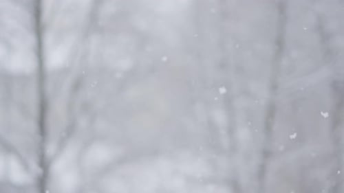 Gentle Snowfall in a Winter Wonderland