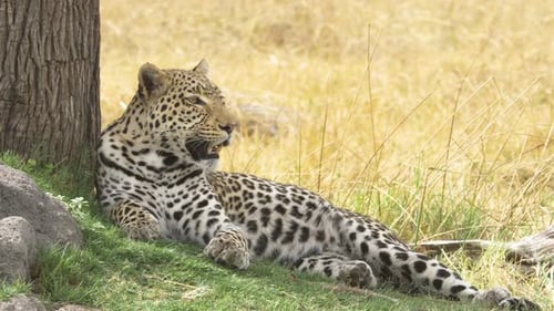 Still shot of a panting leopard laying next to its prey golden grass in the background