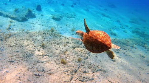 Following a little turtle swimming in the turquoise water. Wildlife of the sea or ocean.